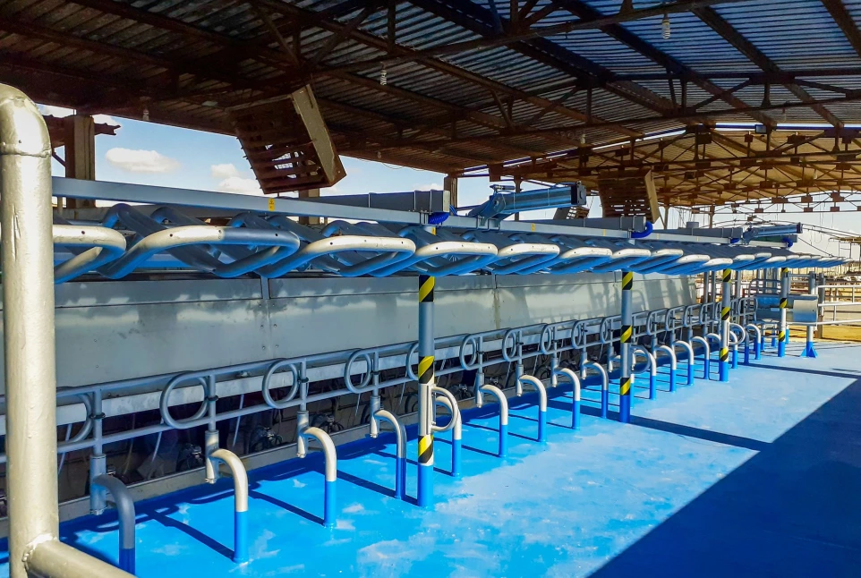 GEA dairy milking parlour cow stall and exit gate system showing cow positioning lanes and automated exit after milking