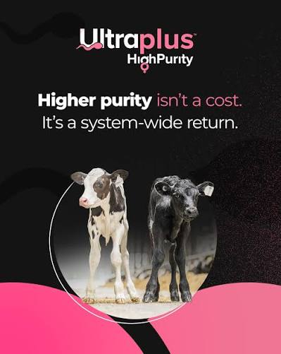 ULTRAPLUS HIGH PURITY STGENETICS من DAIRY LINK في مصر