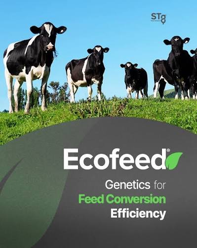 كفاءة تغذية محسّنة  STGENETICS من DAIRY LINK في مصر