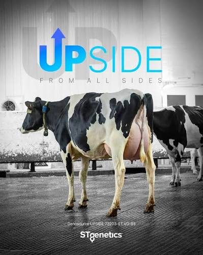صحة الأبقار القوية  STGENETICS من DAIRY LINK في مصر