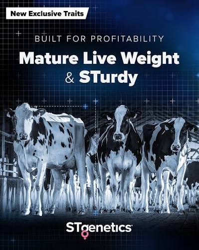 حياة إنتاجية أطول  STGENETICS من DAIRY LINK في مصر