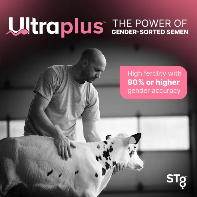 ULTRAPLUS STGENETICS من DAIRY LINK في مصر