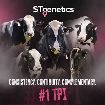 سائل منوي من الأبقار الإناث المفحوصة STGENETICS من DAIRY LINK في مصر