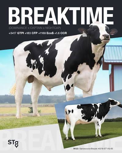 سائل منوي تقليدي STGENETICS من DAIRY LINK في مصر