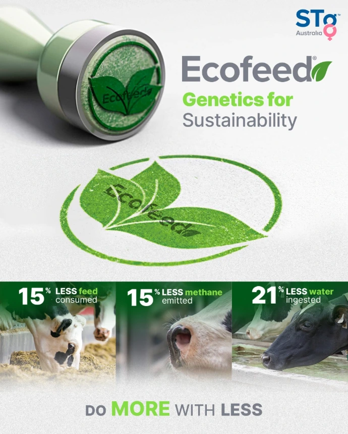 ECOFEED STGENETICS من DAIRY LINK في مصر
