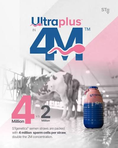 4M STGENETICS من DAIRY LINK في مصر