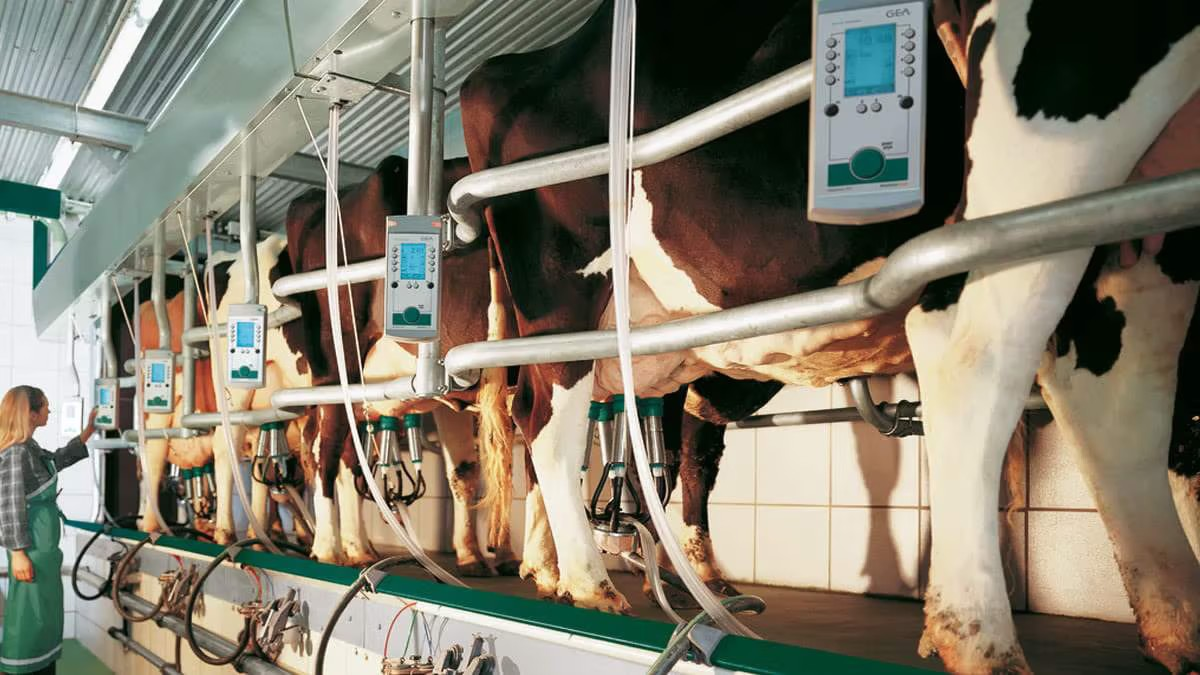 GEA Euroclass 1200/1200RE herringbone milking system Egypt
